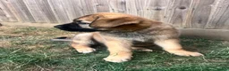 Mixed Breed dogs for sale: Douge De Bordeaux X German Shepard's - Advert 13