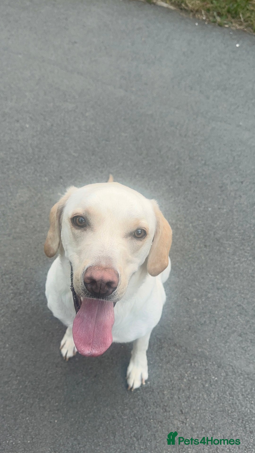 Labrador Retriever dogs for sale: Sweet Labrador for sale  - Image 1