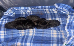 Mixed Breed cats for sale: 5 very fluffy stunning black kittens  - Image 11