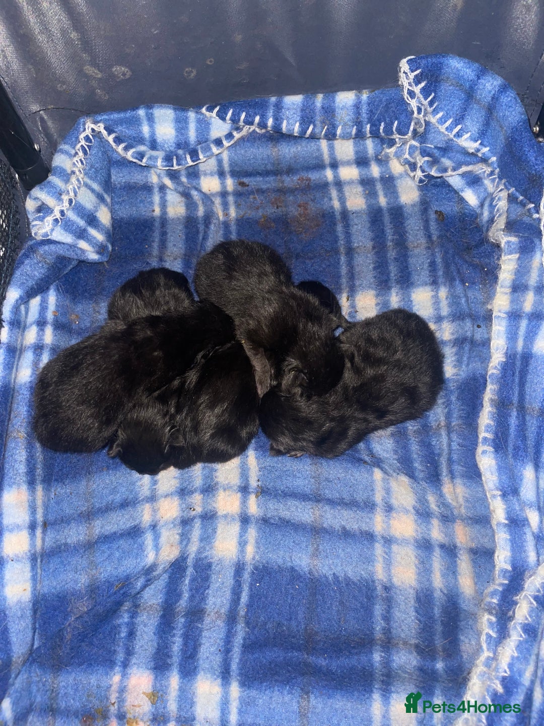 Mixed Breed cats for sale: 5 very fluffy stunning black kittens  - Image 11