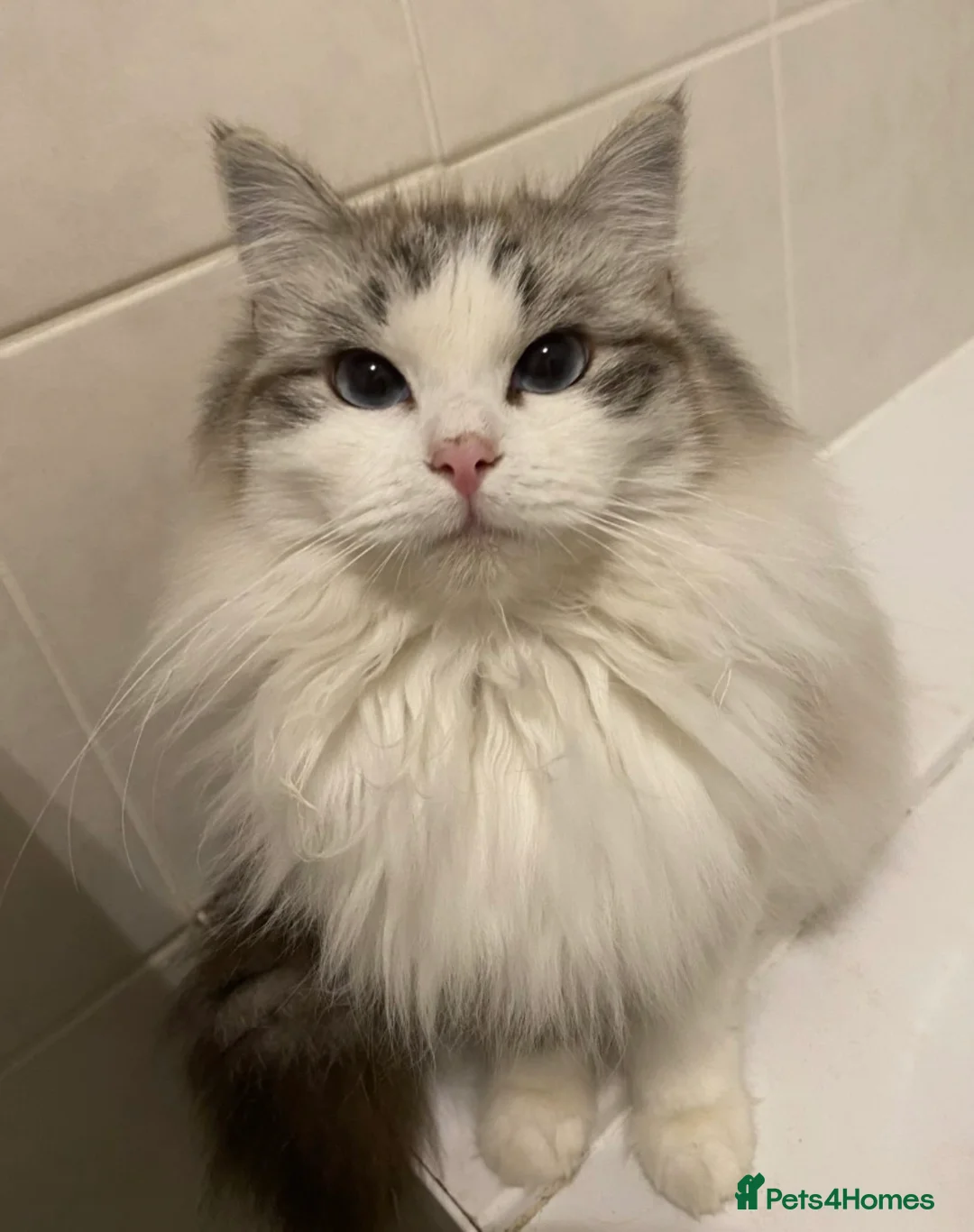 Ragdoll cats for sale: 3 Ragdoll kittens - Ready Now in York - Advert 2