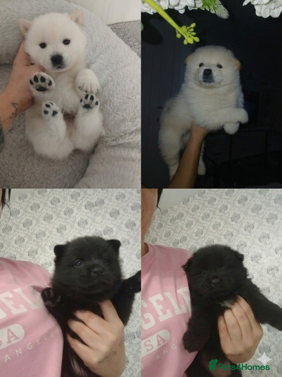 Mixed Breed dogs Ready now stunning chowski pups  - Advert 5