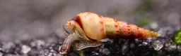 Snails invertebrates for sale: Malaysian Trumpet Snails, x30 for 10 - Advert 2