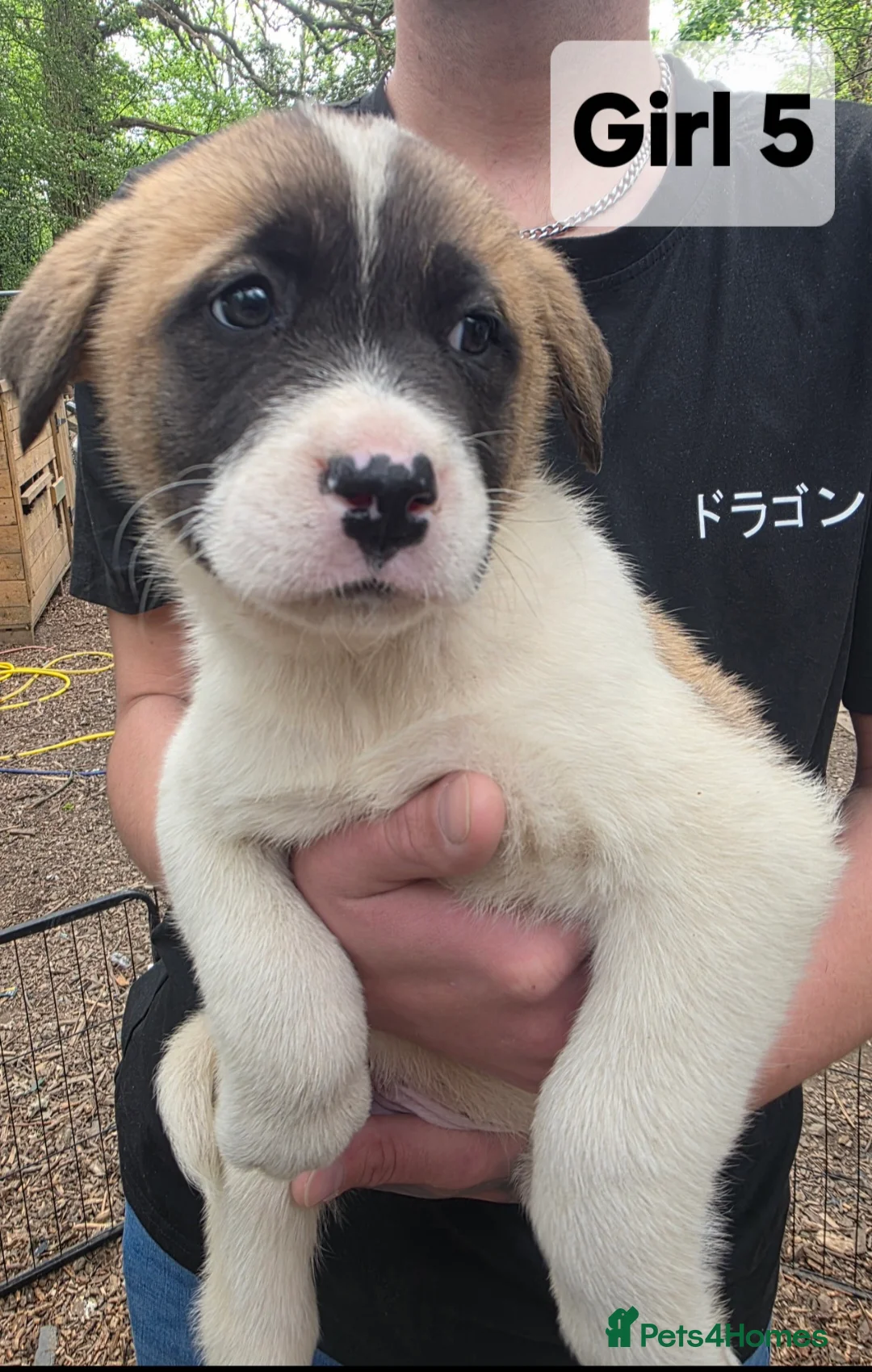 Mixed Breed dogs for sale: 9 (2 LEFT) Beautiful Akita x puppies for sale - Advert 1