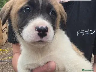 Mixed Breed dogs 9 (2 LEFT) Beautiful Akita x puppies for sale - Advert 3