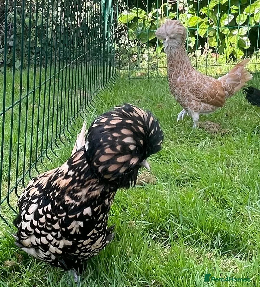Chickens poultry for sale: Polish bantams - Advert 1