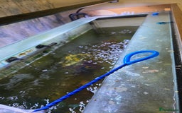 Koi Carp fish for sale: Fish tank and fish - Advert 8