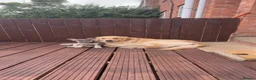 French Bulldog dogs for sale: Grey and tan French bull dog in Boston - Advert 5