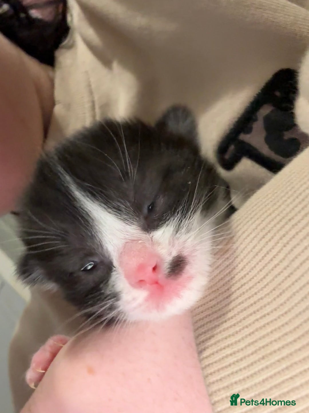 Ragdoll cats for sale: Ragdoll X Kittens  - Advert 9