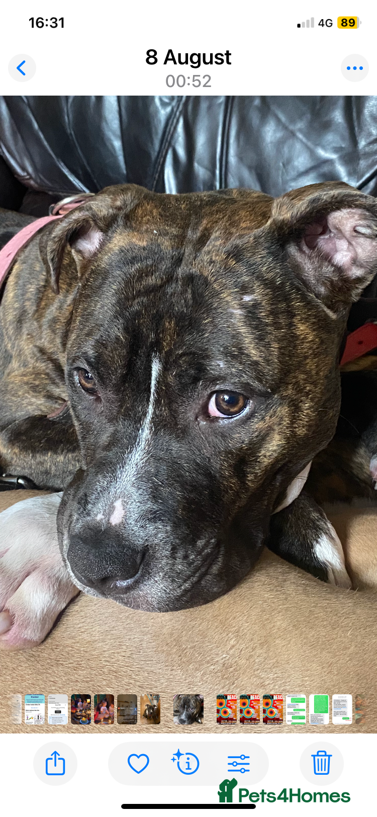 Mixed Breed dogs Scott American Bulldog Cross  - Advert 10