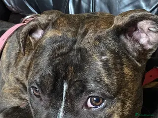 Mixed Breed dogs Scott American Bulldog Cross - Advert 5