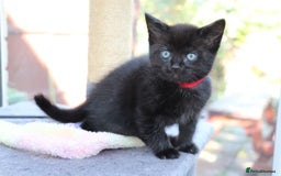 Mixed Breed cats for sale: Adorable Kittens  - Image 12