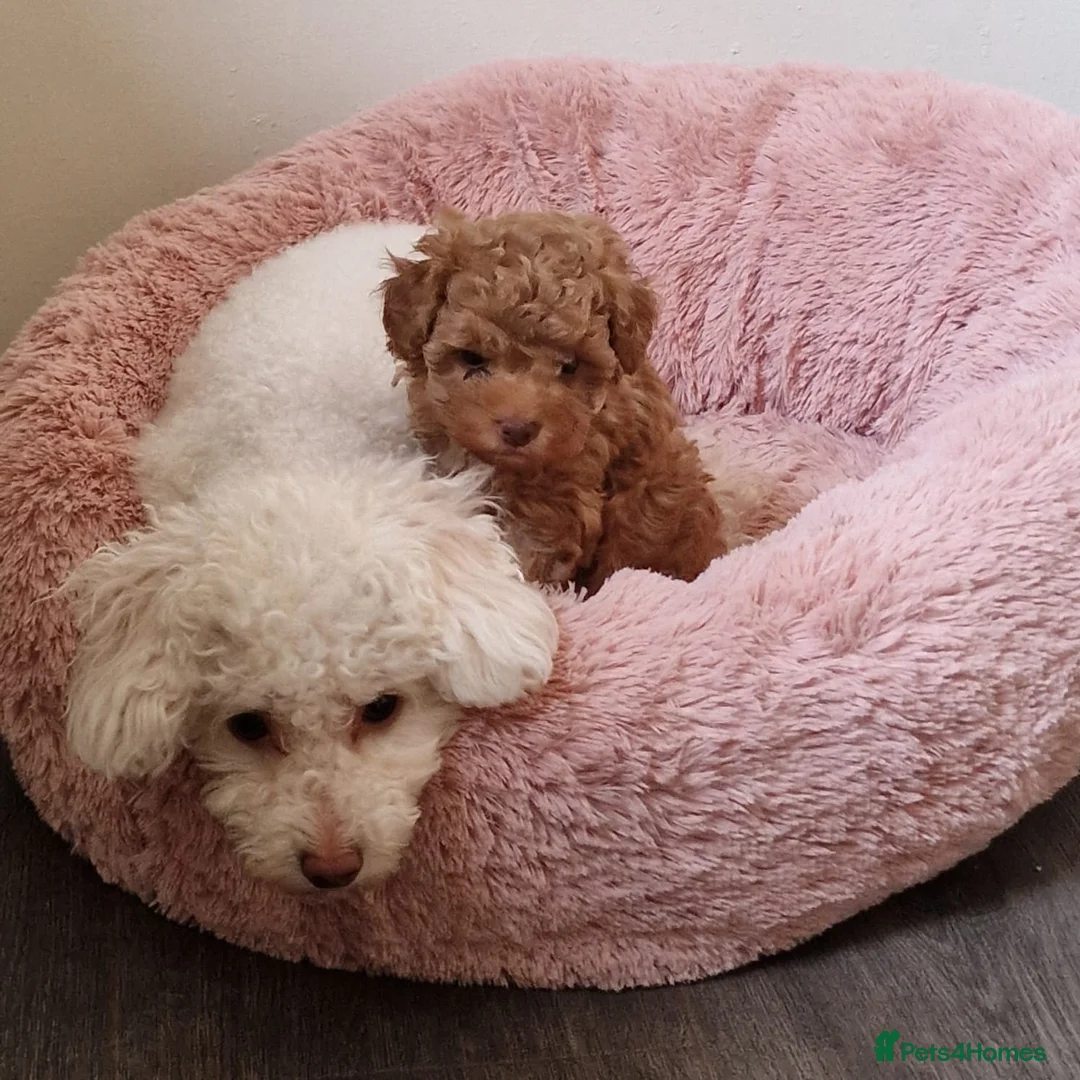 Toy Poodle dogs for sale: Toy poodle  in Blackpool - Advert 9