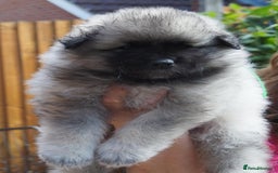 Keeshond dogs for sale: Keeshond Puppies available - Image 7