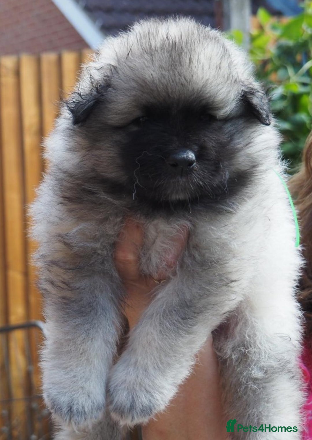 Keeshond dogs for sale: Keeshond Puppies available - Image 7