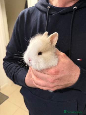 Lionhead rabbits - Advert 2