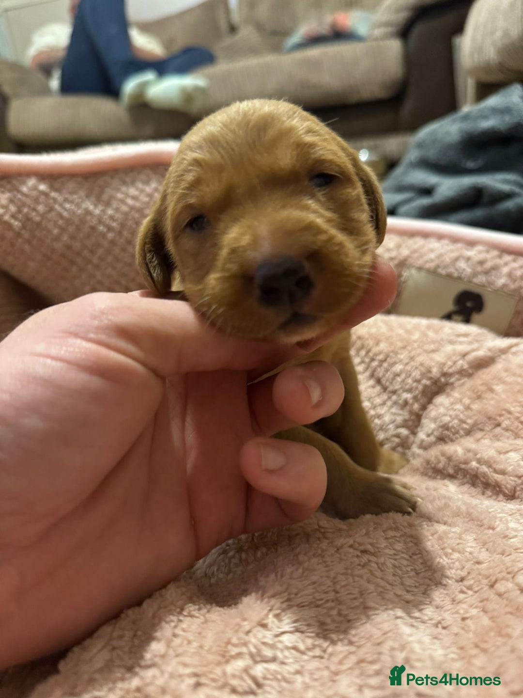 Labrador Retriever dogs for sale: Stunning 5* KC registered Fox Red Labradors - Advert 8