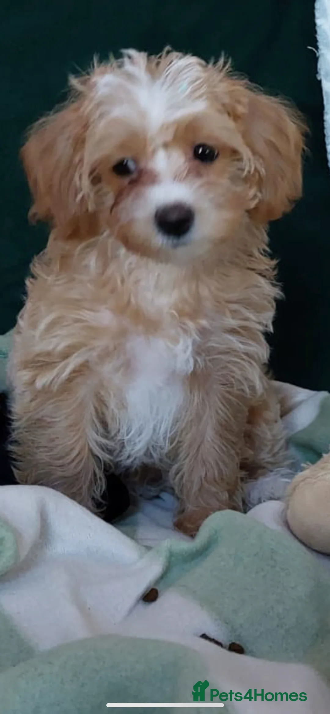 Miniature Poodle dogs for stud: Merlesque Top Gun mahogany mini poodle in Chorley - Advert 19