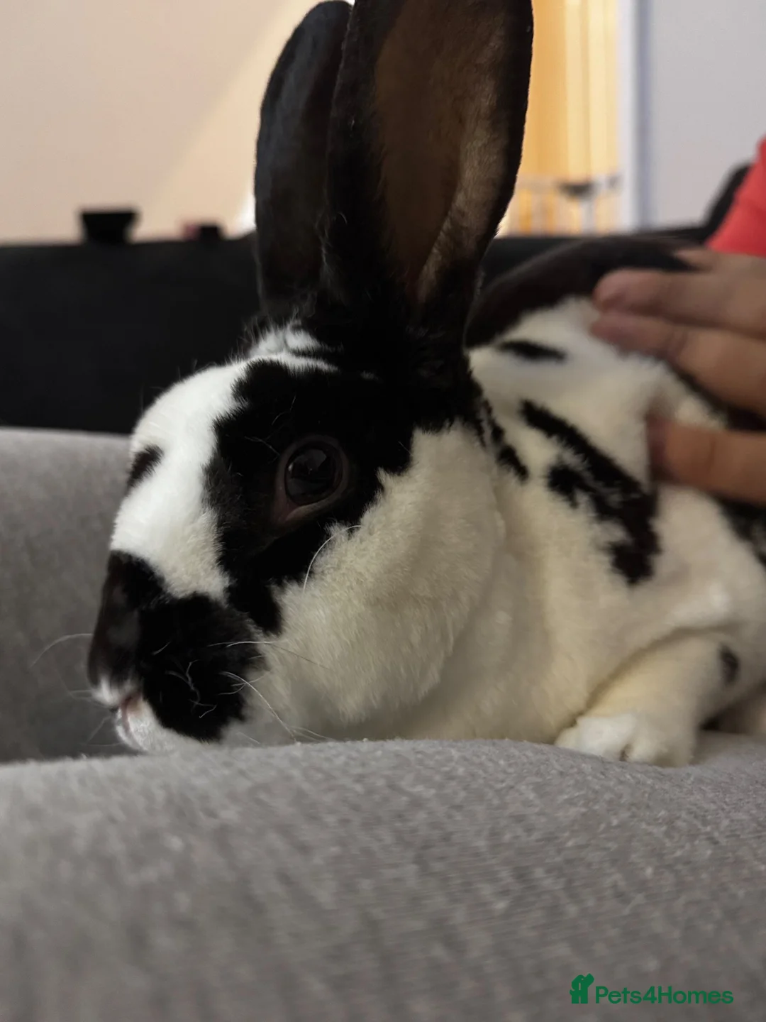 Mixed Breed rabbits for sale: Domino🐰 in Leigh - Advert 4