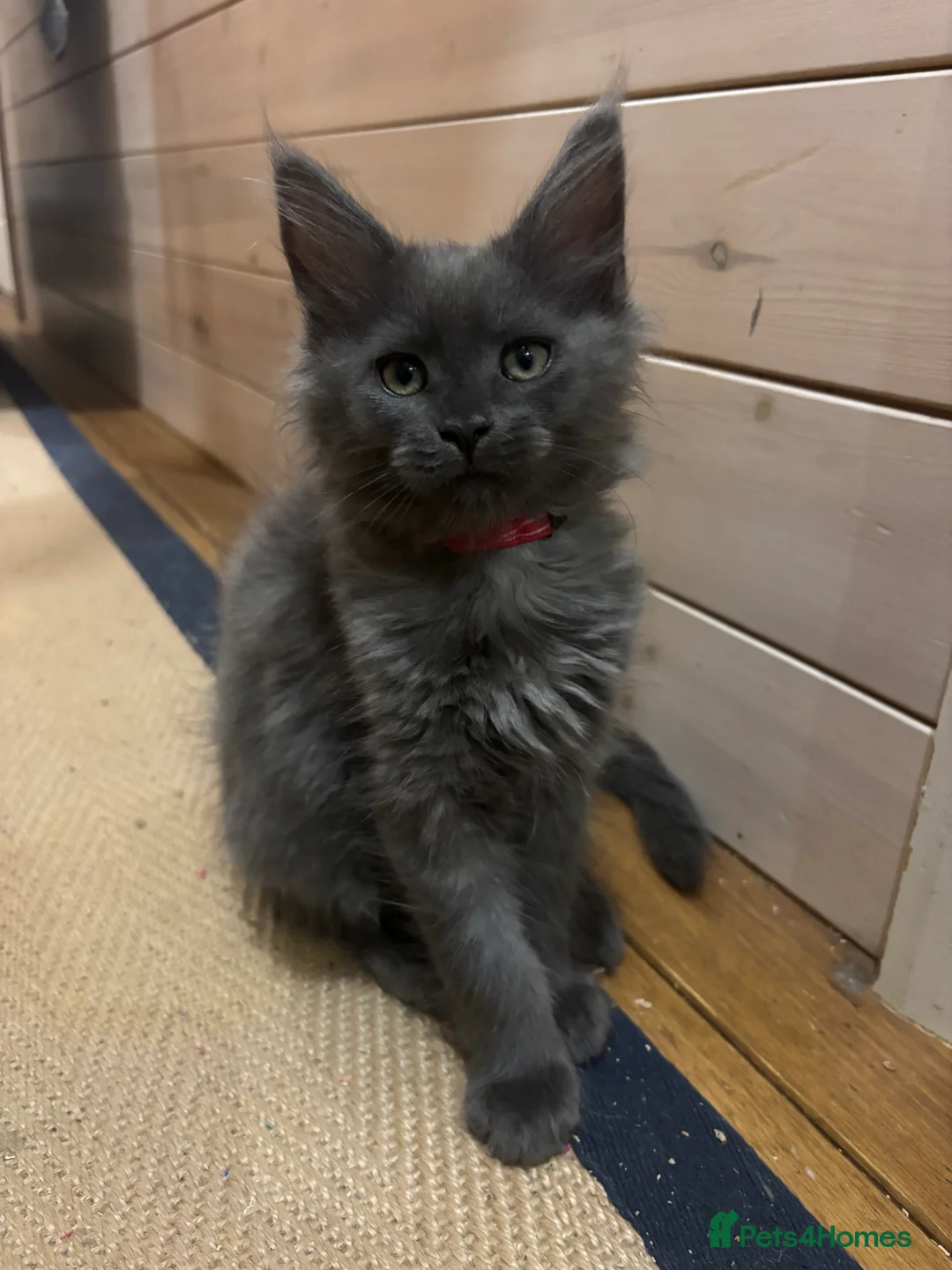 Maine Coon cats for sale: Last kitten - FiFe Maine Coons (ready Jan 21st) - Advert 22