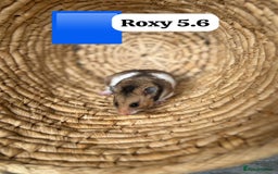 Hamster rodents for sale: Beautiful baby hamsters. Syrian and Russian Dwarf - Image 11