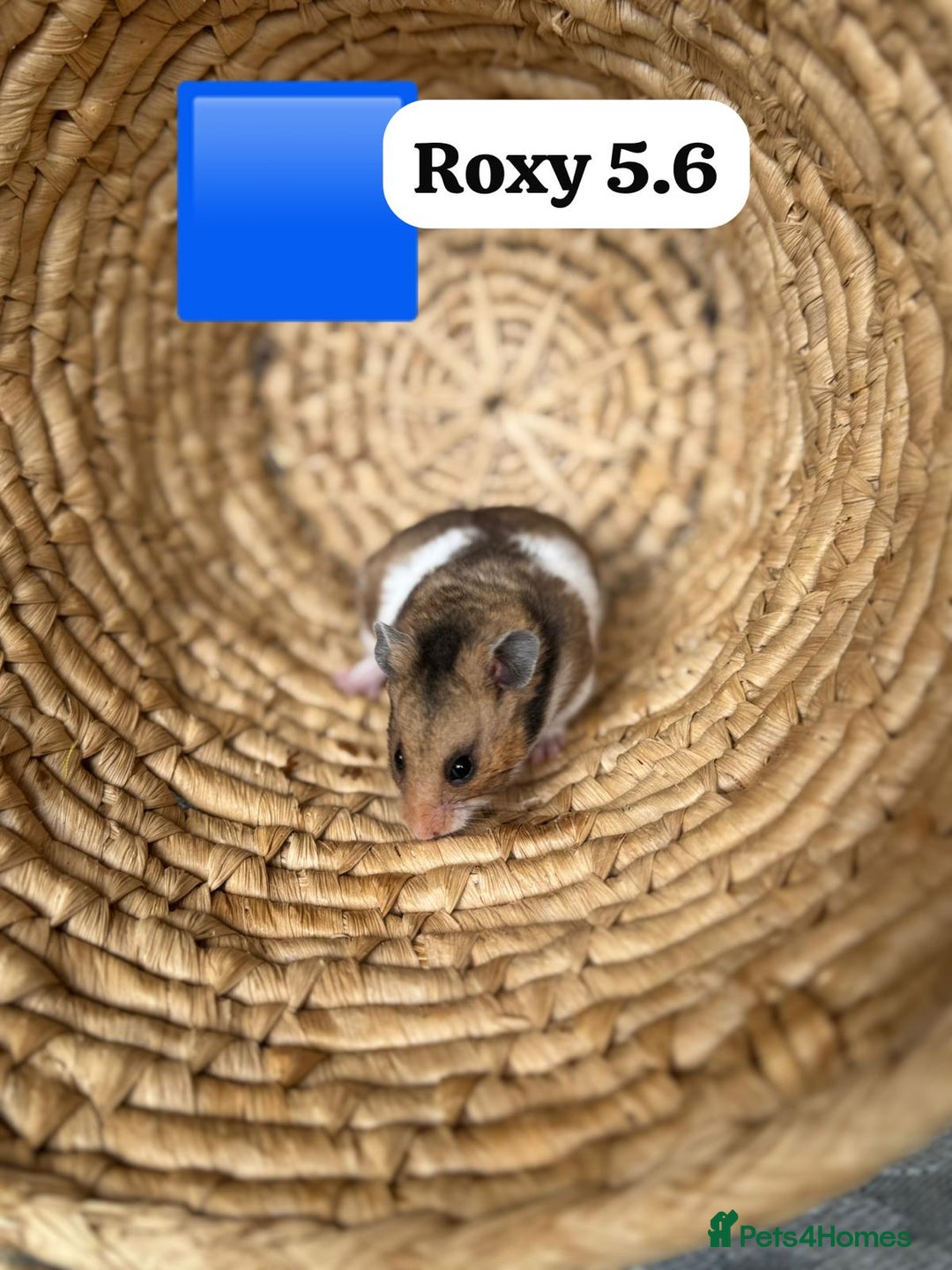 Hamster rodents for sale: Beautiful baby hamsters. Syrian and Russian Dwarf - Image 11