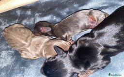 Miniature Dachshund dogs for sale: 3 handsome miniature dachshund boys! - Image 1