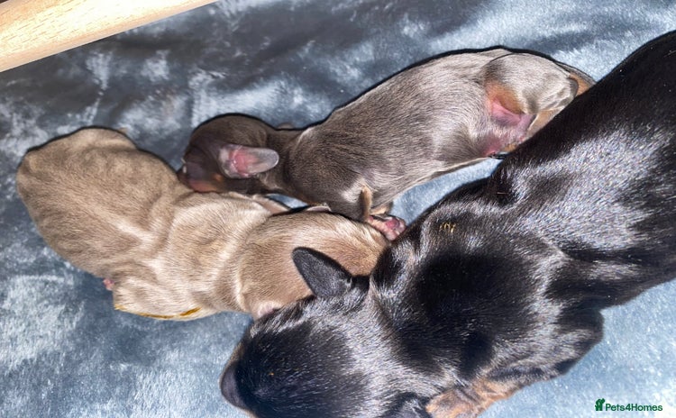 Miniature Dachshund dogs - Advert 4