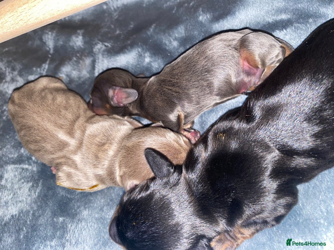 Miniature Dachshund dogs for sale: 3 handsome miniature dachshund boys! - Image 1
