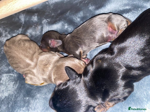 Miniature Dachshund dogs - Advert 6