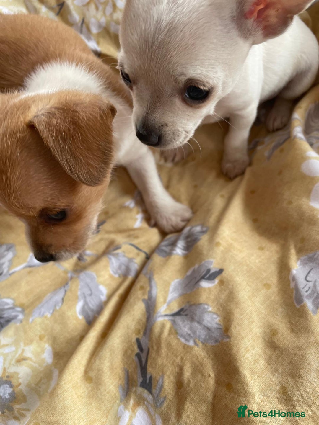 Chihuahua dogs for sale: Adorable Chihuahuas £650-£700 “Boys & Girls’ - Image 4