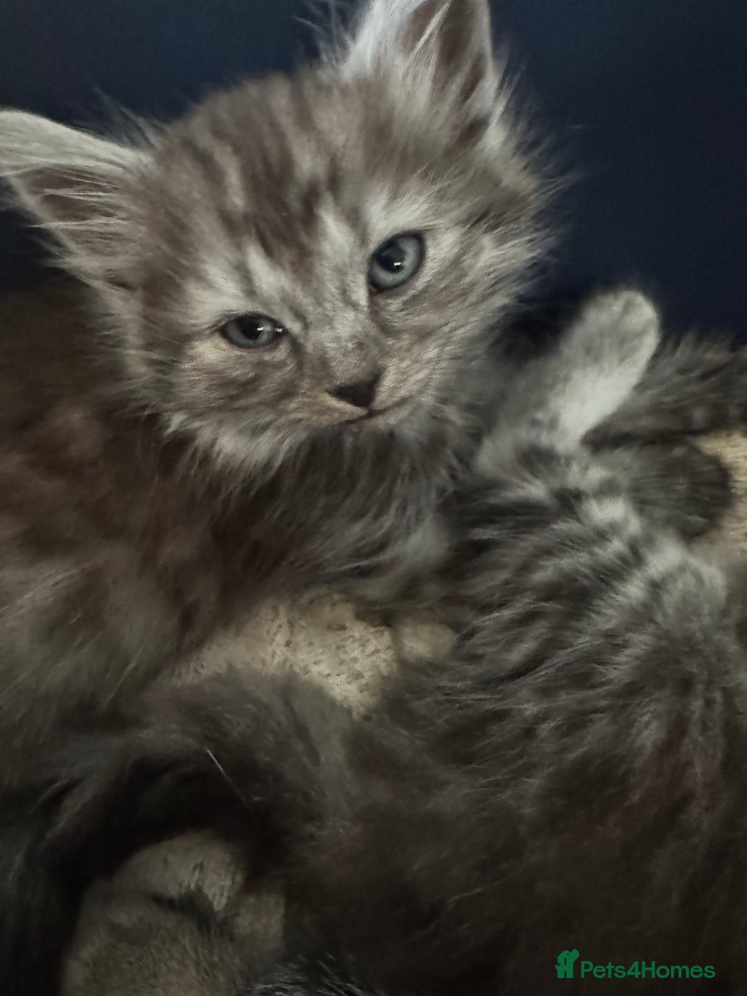 Mixed Breed cats for sale: 4 kittens for sale  - Image 3