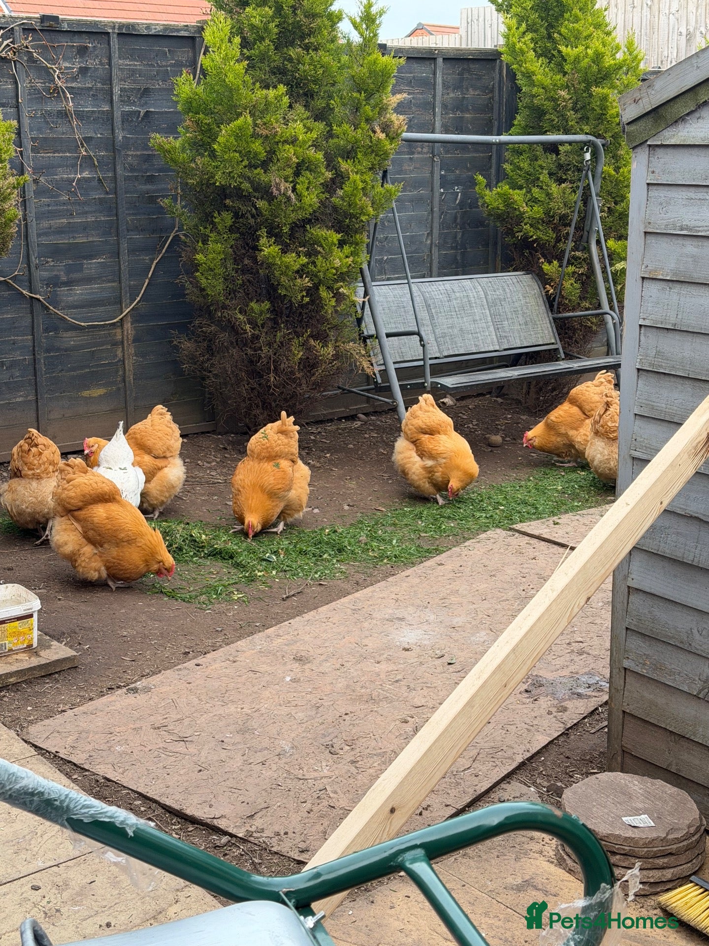 Chickens poultry Buff orpingtons,Day olds coming soon,  - Advert 2