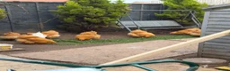 Chickens poultry for sale: Pure breed Buff orpingtons,Day olds hatching today - Advert 3