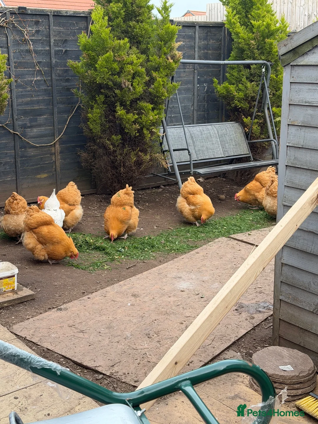 Chickens poultry for sale: Pure breed Buff orpingtons,Day olds hatching today - Advert 3
