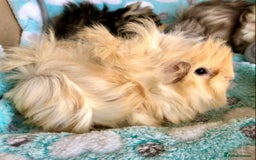Guinea Pig rodents for sale: Beautiful Peruvian females (sows) - Image 4