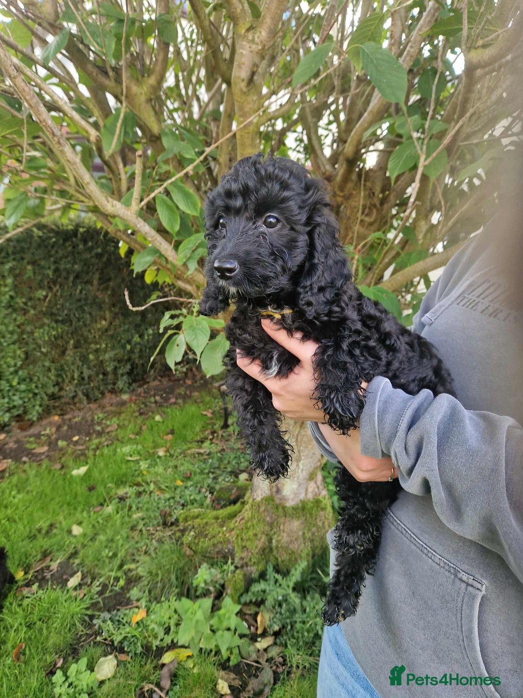 Cockapoo dogs for sale: STUNNING FULLY DNA HEALTH TESTED F1B COCKAPOOS - Image 9