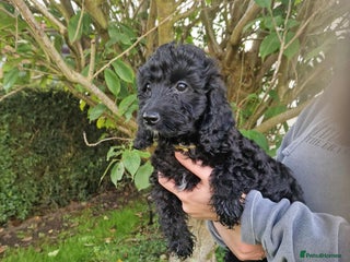 Cockapoo dogs - Advert 6