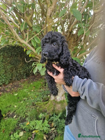 Cockapoo dogs - Advert 7