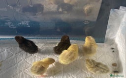 Quail poultry for sale: Beautiful Button Quail Chicks (CPQ, King) - Image 4