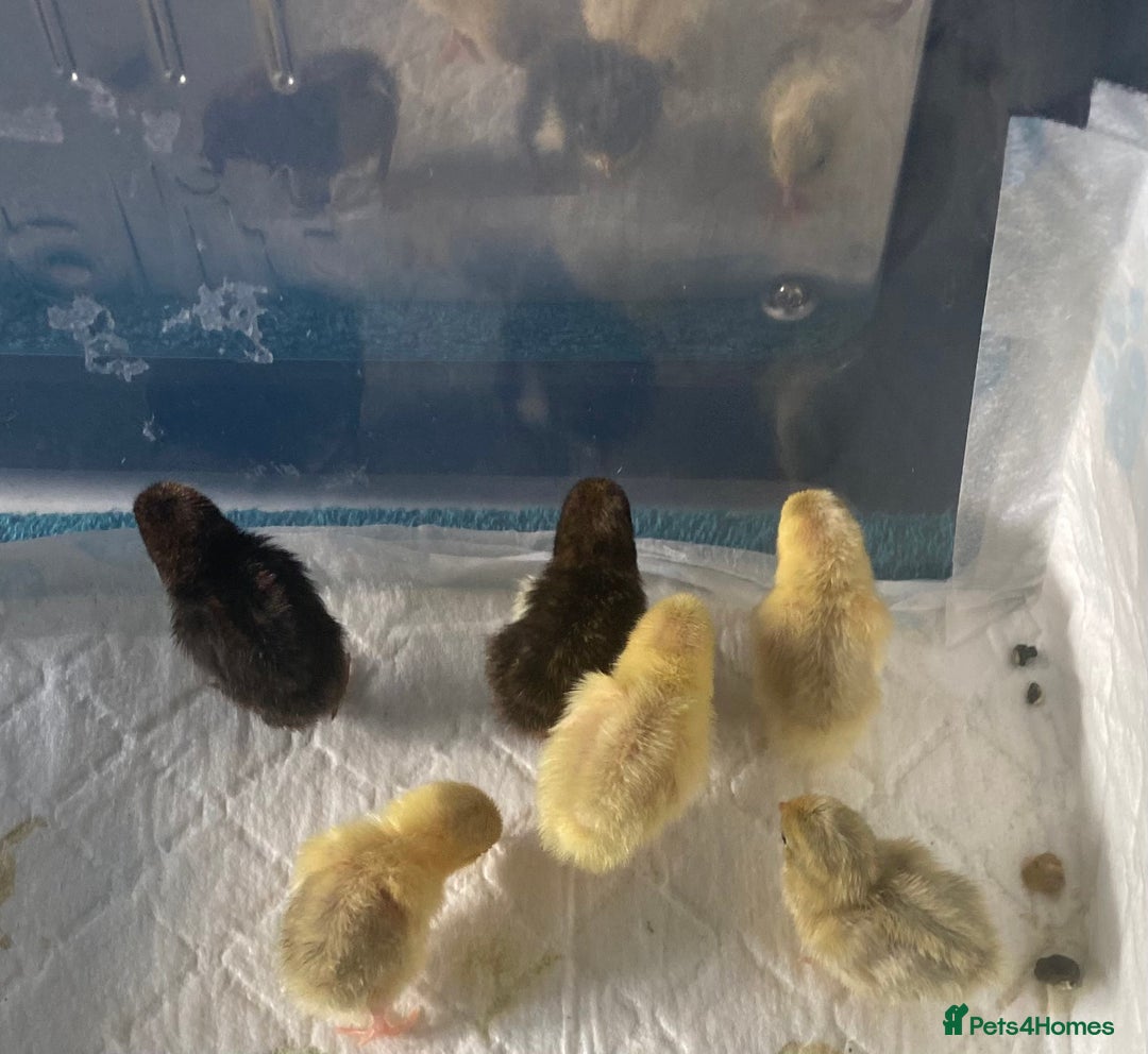 Quail poultry for sale: Beautiful Button Quail Chicks (CPQ, King) - Image 4
