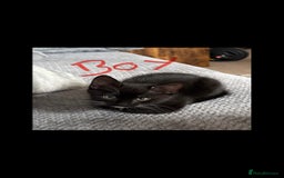 Domestic Shorthair cats for sale: 2 babies left  - Image 1