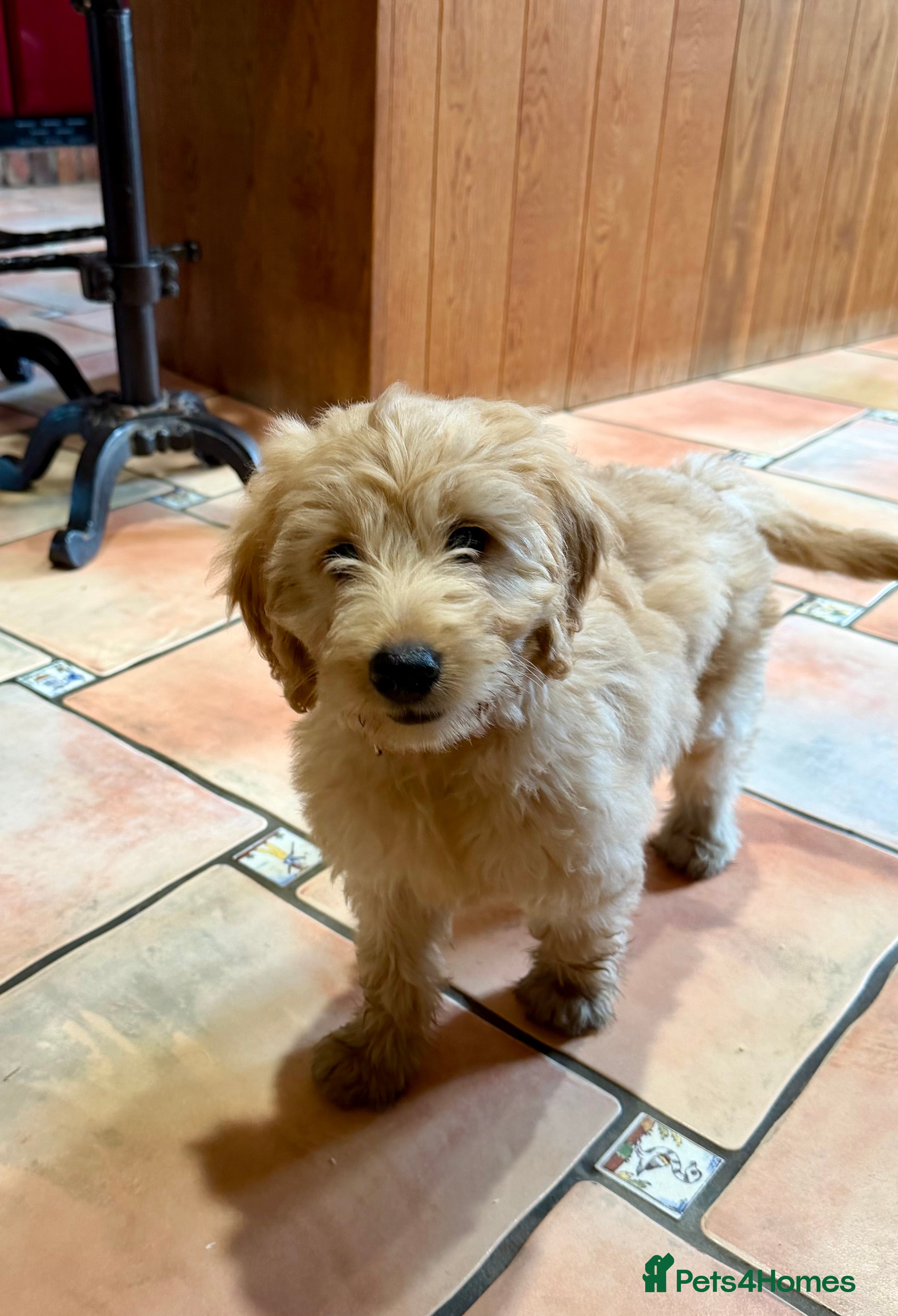 Labradoodle dogs Miniature Labradoodles frm licensed Exp breeder - Advert 2
