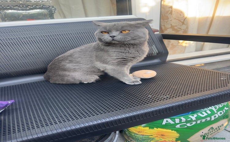 British Shorthair cats - Advert 10