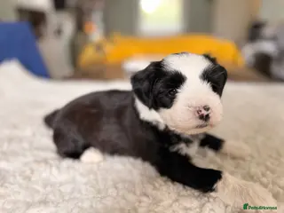 Tibetan Terrier dogs Tibetan Terrier Pup Boy - Advert 1