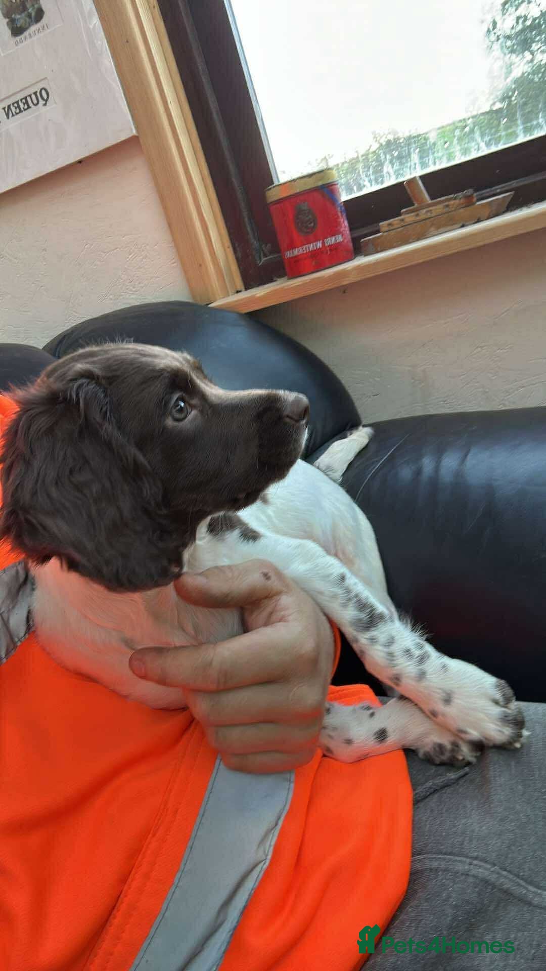 English Springer Spaniel dogs for sale: Health Tested & Part Trained - Image 2