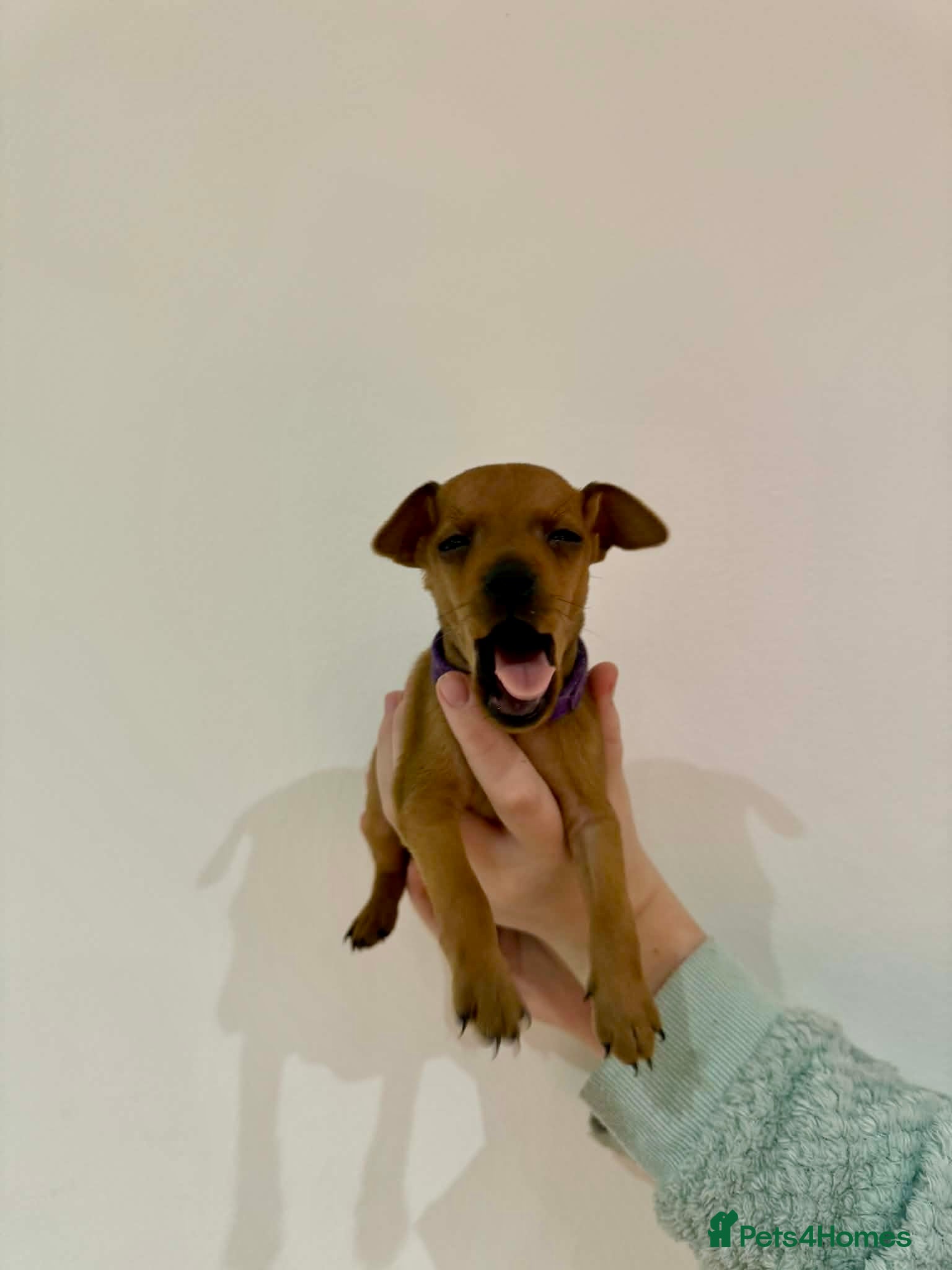 Miniature Pinscher dogs KC Miniature pincher - Advert 2