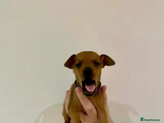 Miniature Pinscher dogs KC Miniature pincher - Advert 2