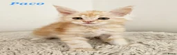Maine Coon cats for sale: Stunning Maine Coon kittens  - Advert 7