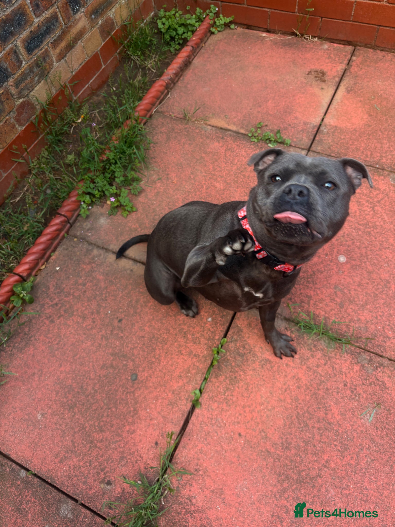 Staffordshire Bull Terrier dogs for sale: Judy the most loveable staffy 🩷🫧 - Advert 3